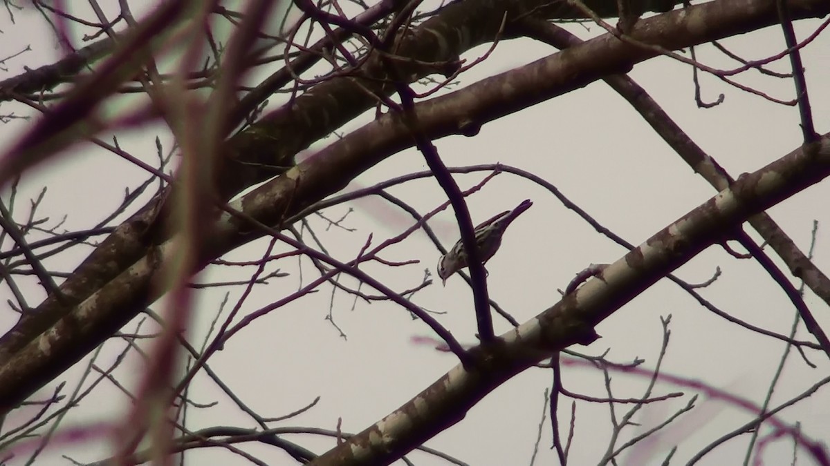 Black-and-white Warbler - Josh Southern