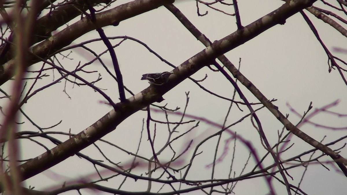 Black-and-white Warbler - ML199517941