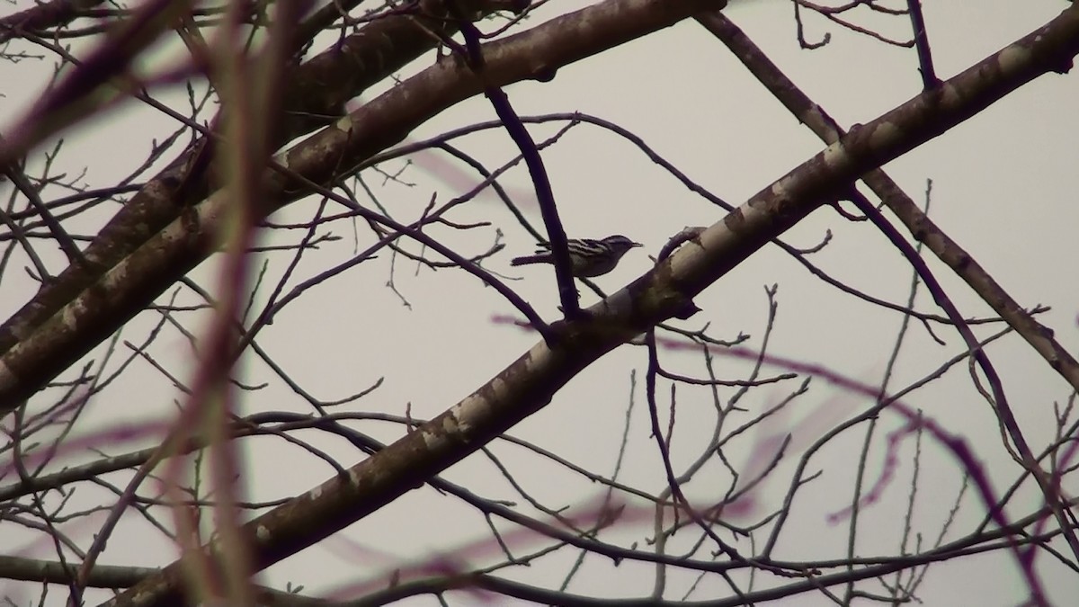 Paruline noir et blanc - ML199517951