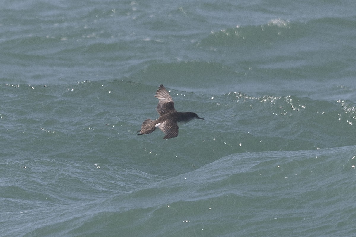 Fluttering Shearwater - ML199518051