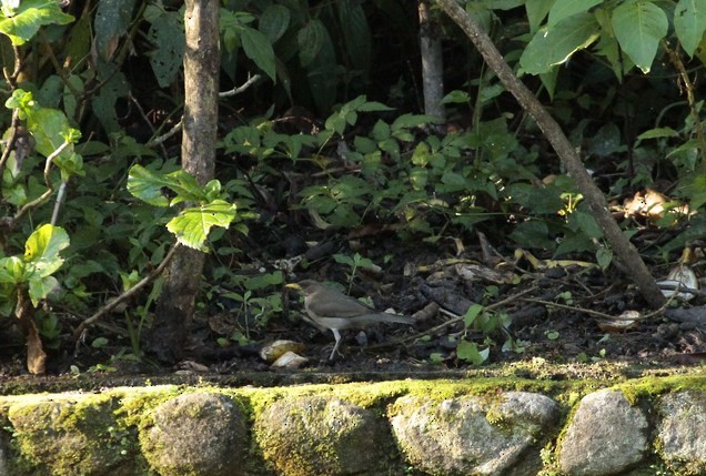 Creamy-bellied Thrush - ML199521331