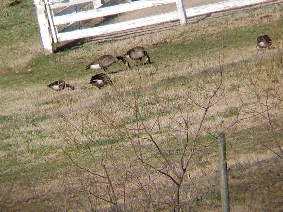 Greater White-fronted Goose - ML199521611