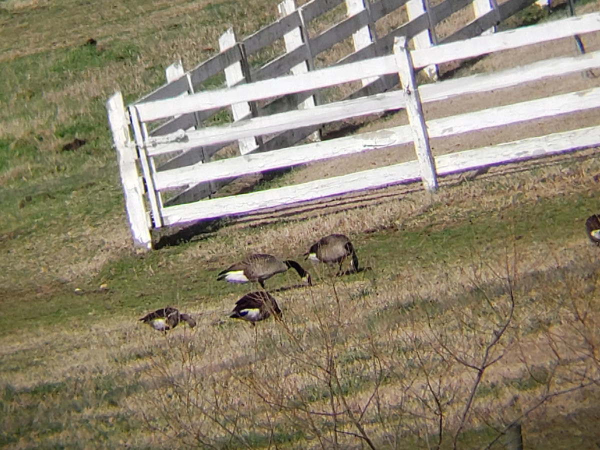 Greater White-fronted Goose - Kevin Hudson