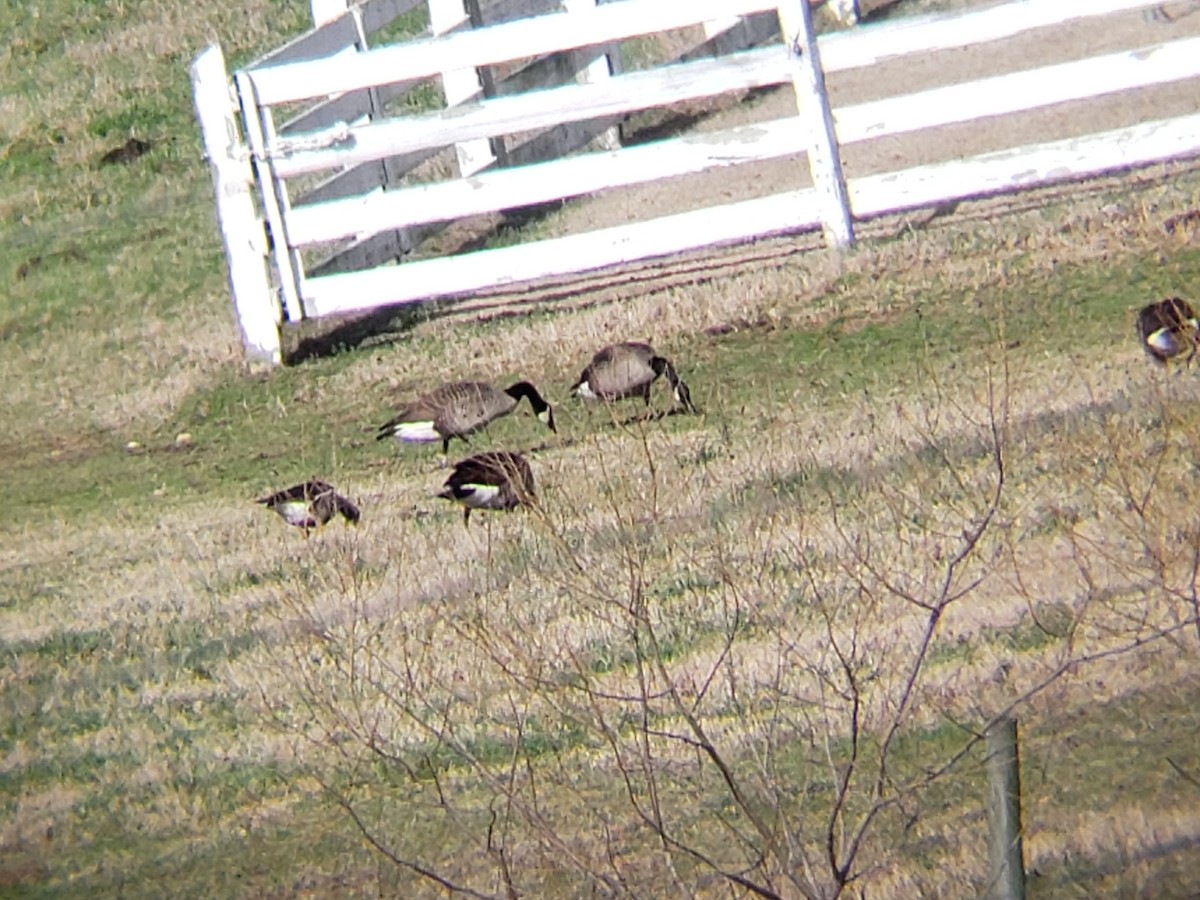 Greater White-fronted Goose - ML199521631