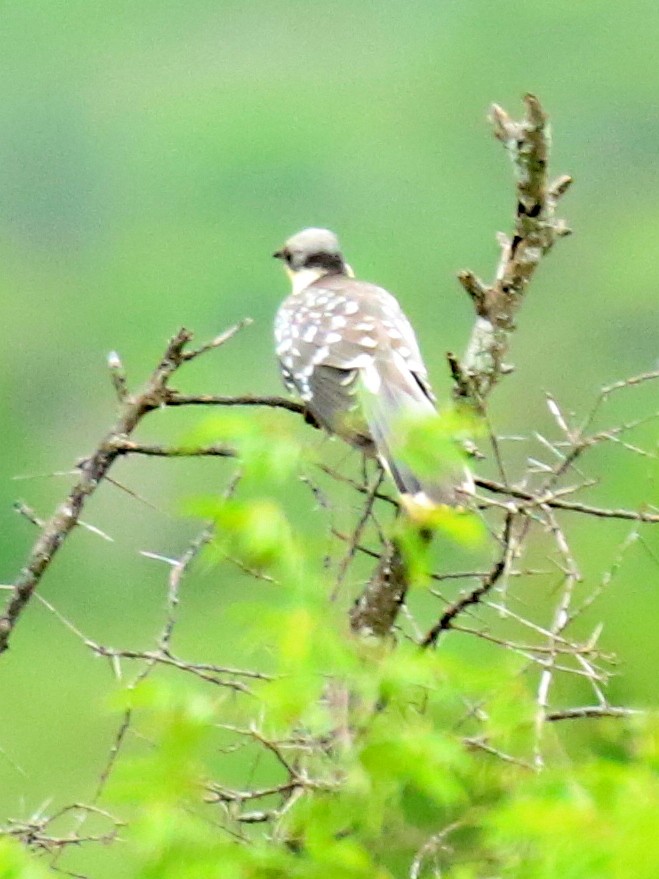 Great Spotted Cuckoo - David Lambeth