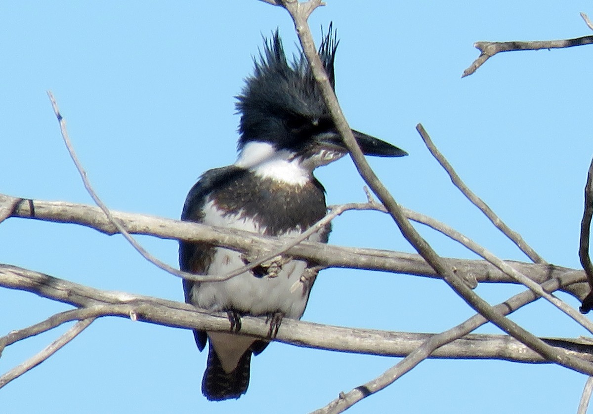 Belted Kingfisher - Ed Dunn