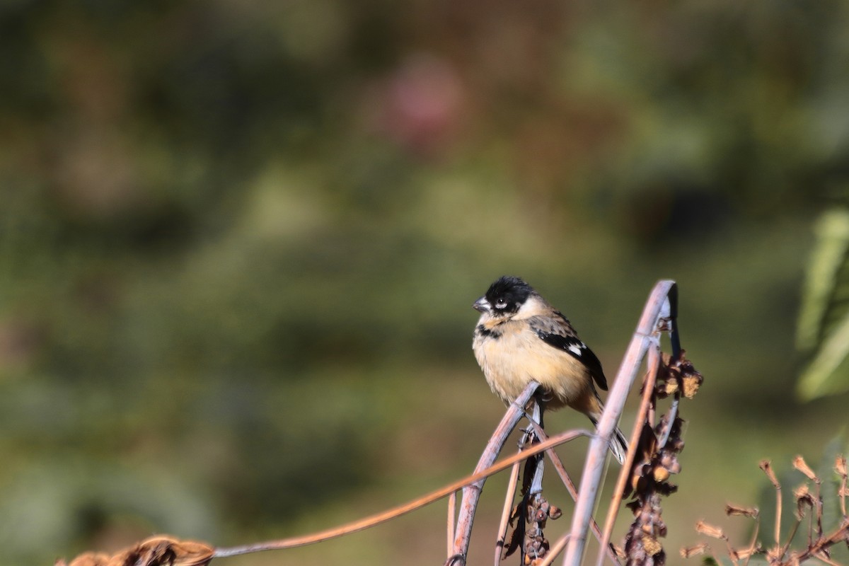 Cinnamon-rumped Seedeater - ML199524351