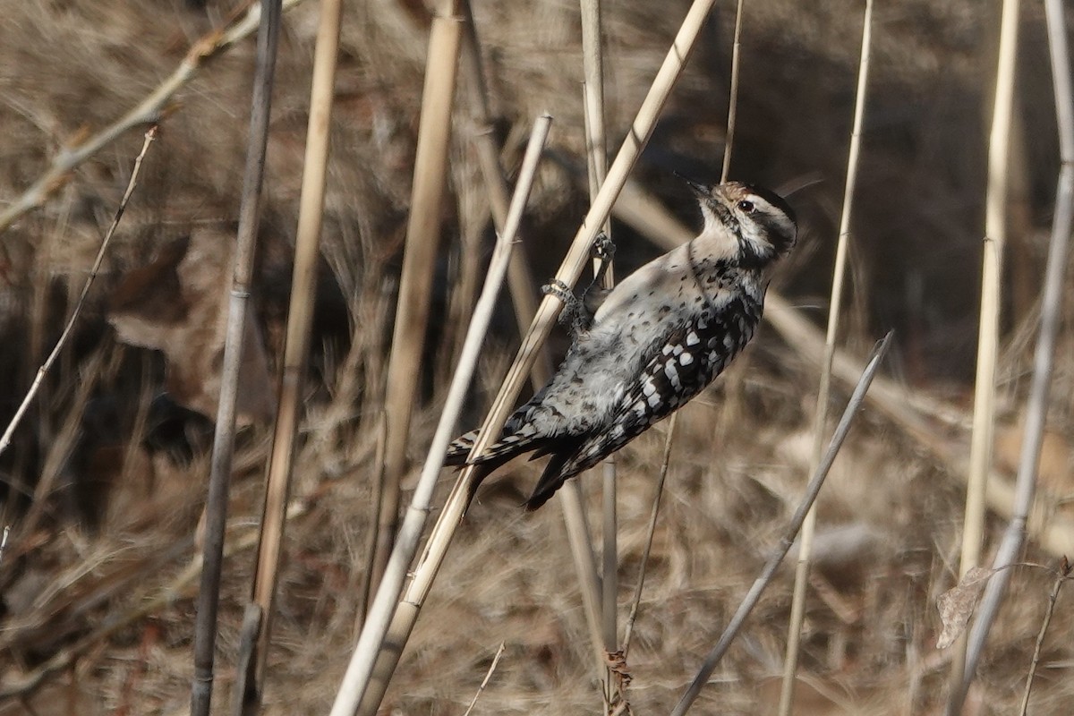 Ladder-backed Woodpecker - Sara Griffith