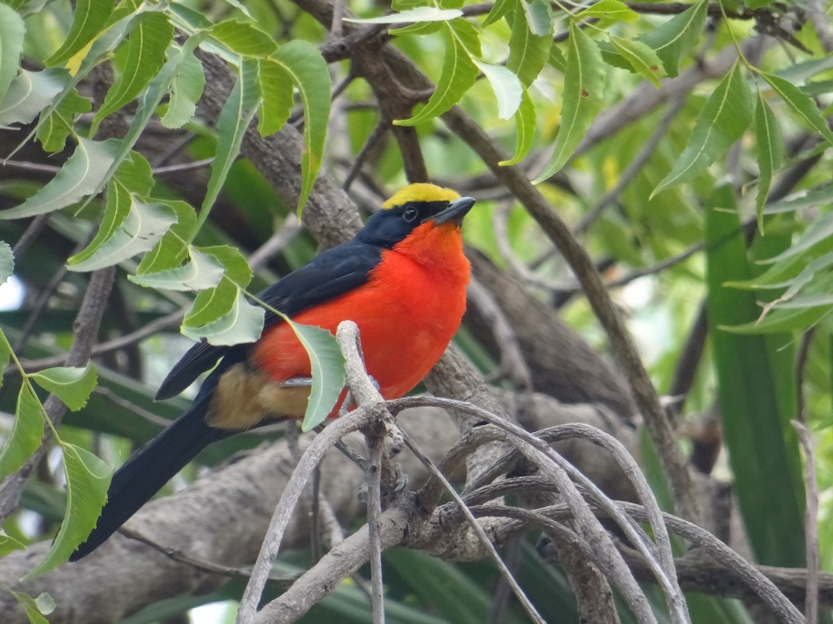 Yellow-crowned Gonolek - ML199526731