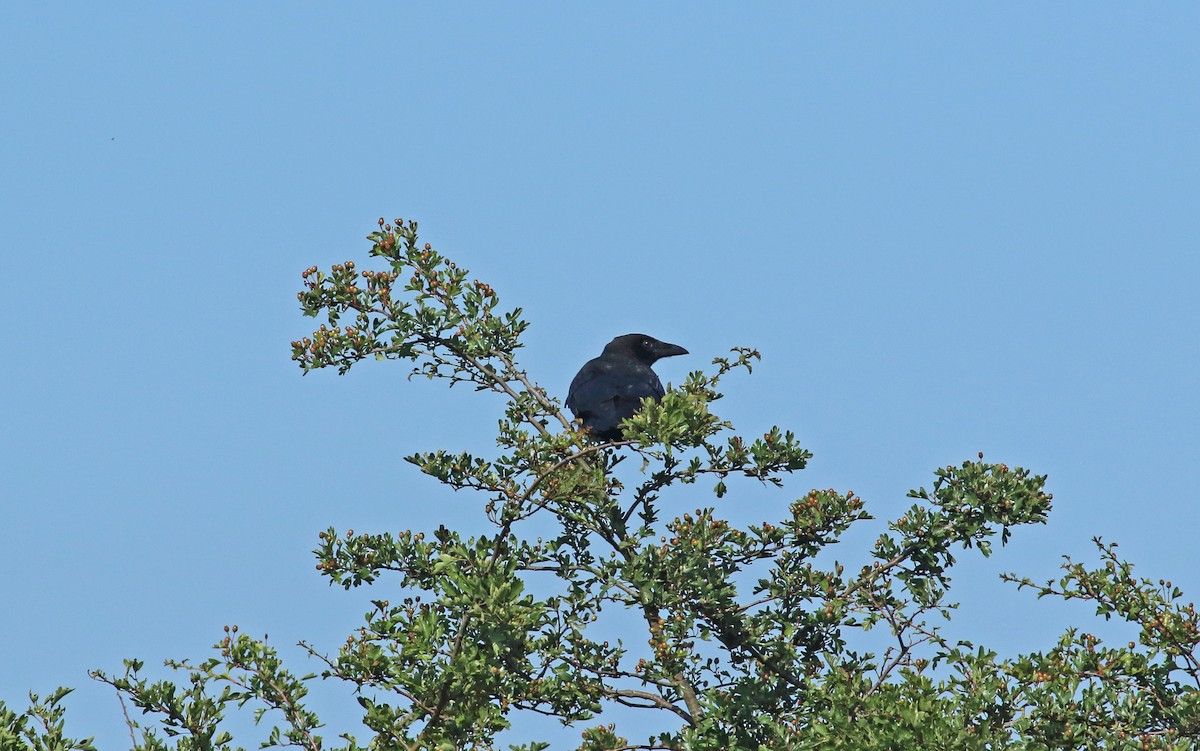 Carrion Crow - Andrew Steele