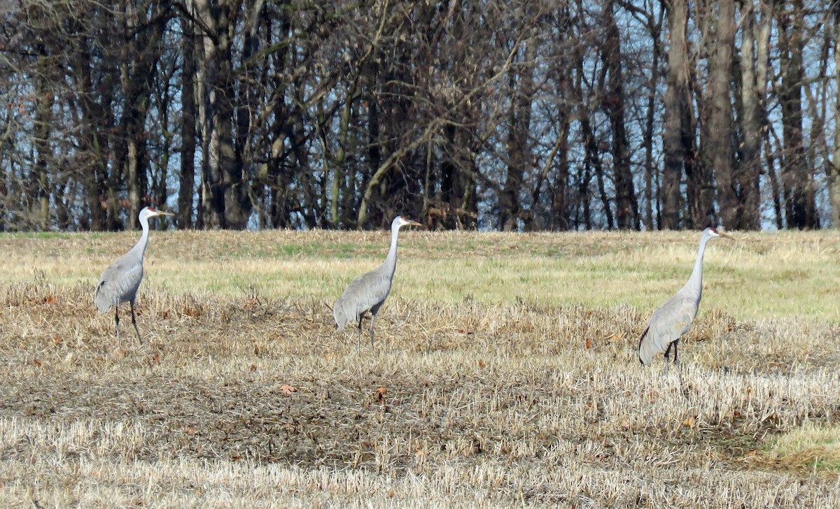 Sandhill Crane - Joe Hanfman
