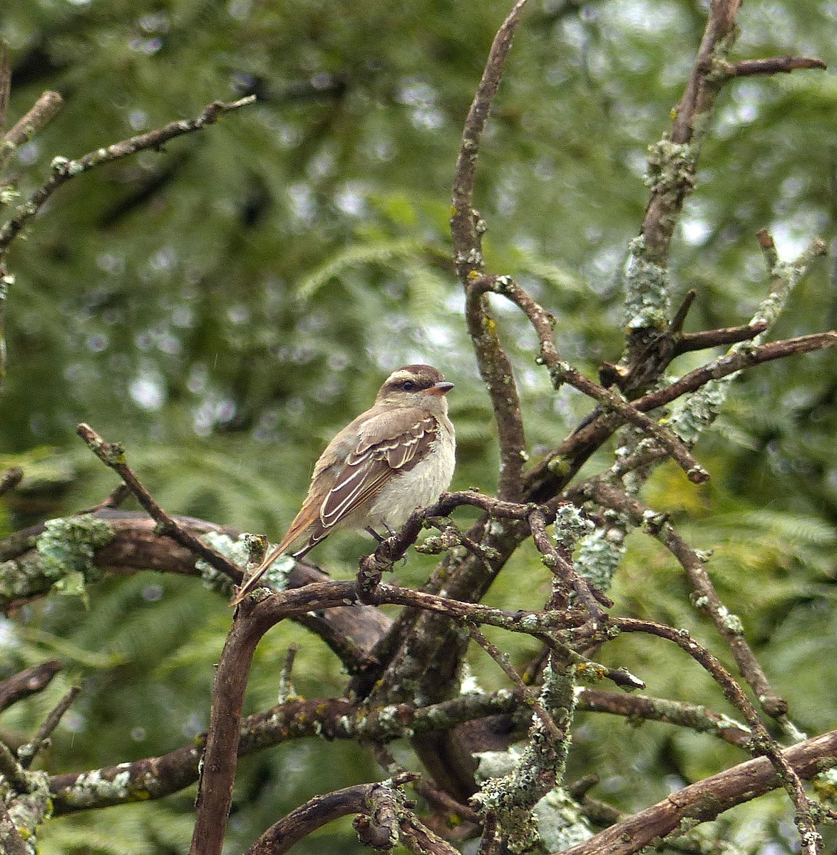 Crowned Slaty Flycatcher - ML199528231