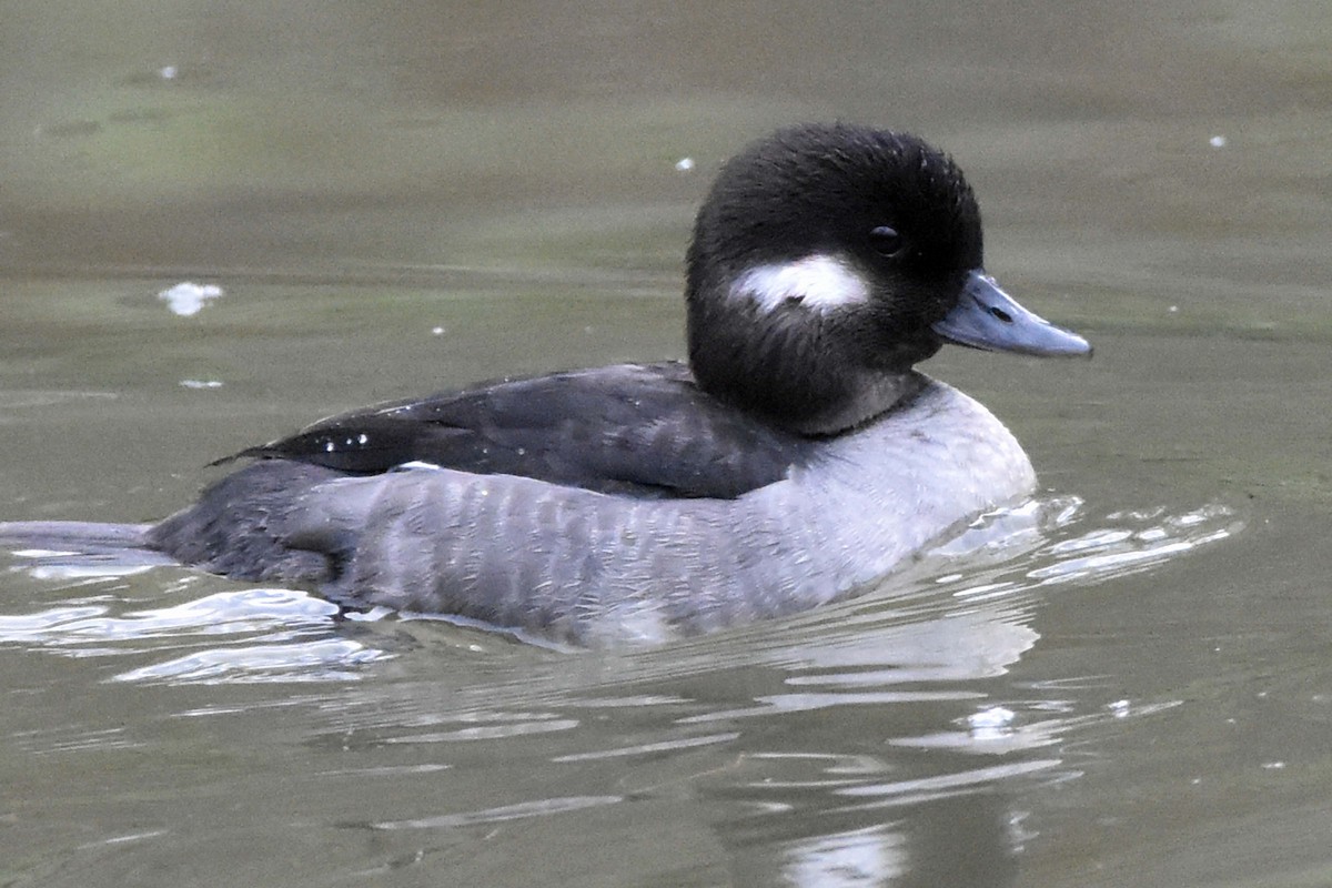 Bufflehead - Timothy Carstens