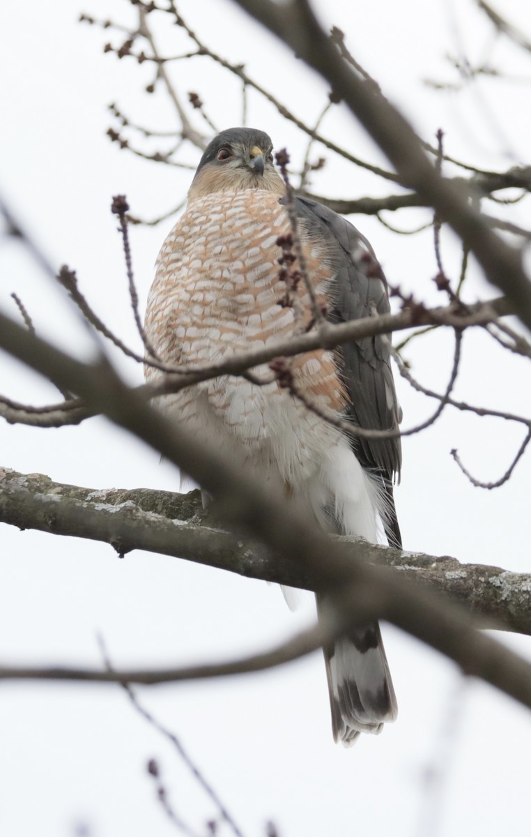 Sharp-shinned Hawk - Elizabeth Curley