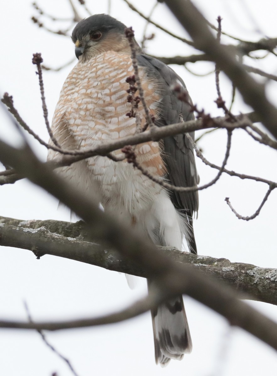 Sharp-shinned Hawk - Elizabeth Curley