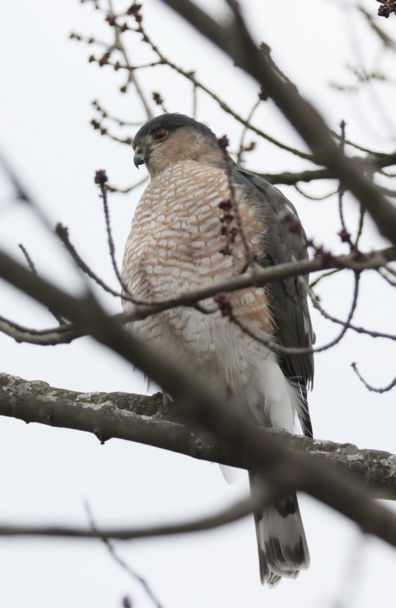 Sharp-shinned Hawk - ML199528641