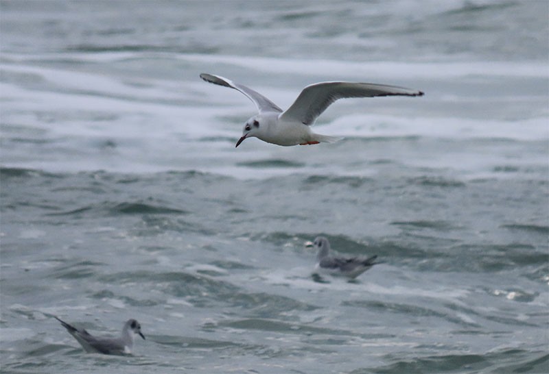 Bonaparte's Gull - ML199529781
