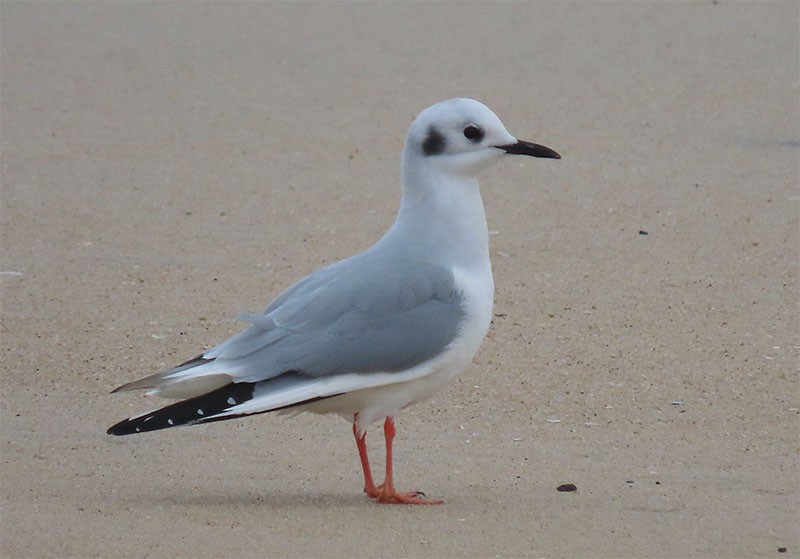 Bonaparte's Gull - ML199529791