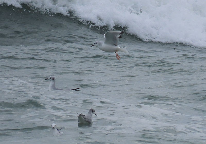 Bonaparte's Gull - ML199529801