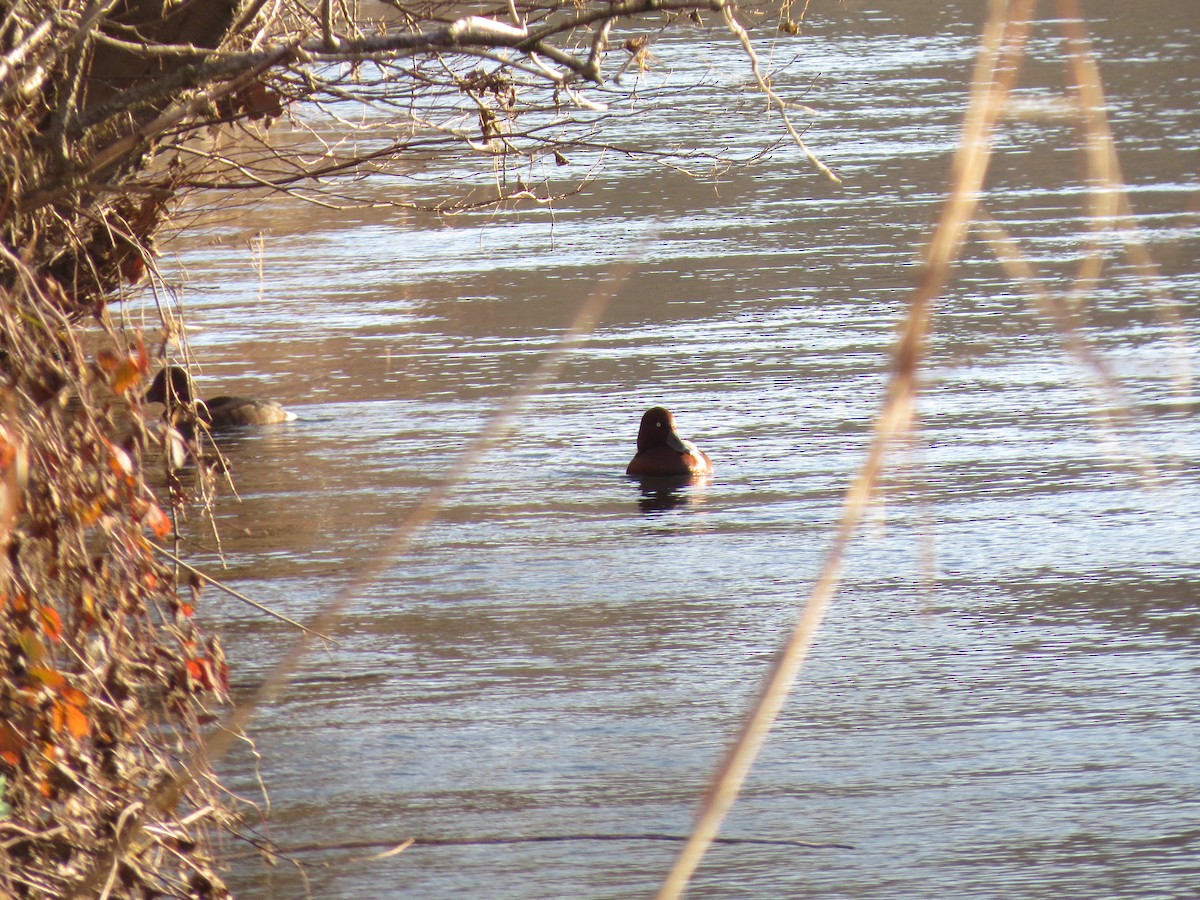 Ferruginous Duck - ML199530261