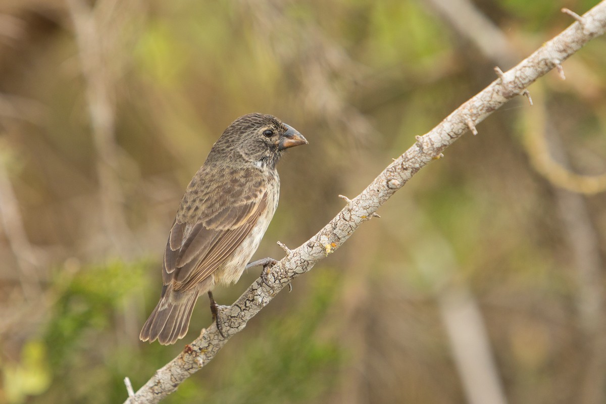 Medium Ground-Finch - ML199531491