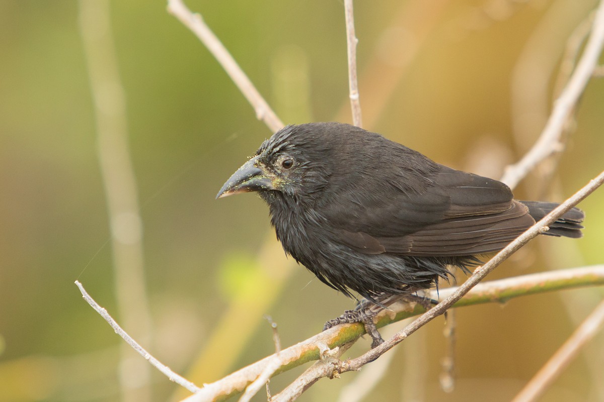 Common Cactus-Finch - ML199531551