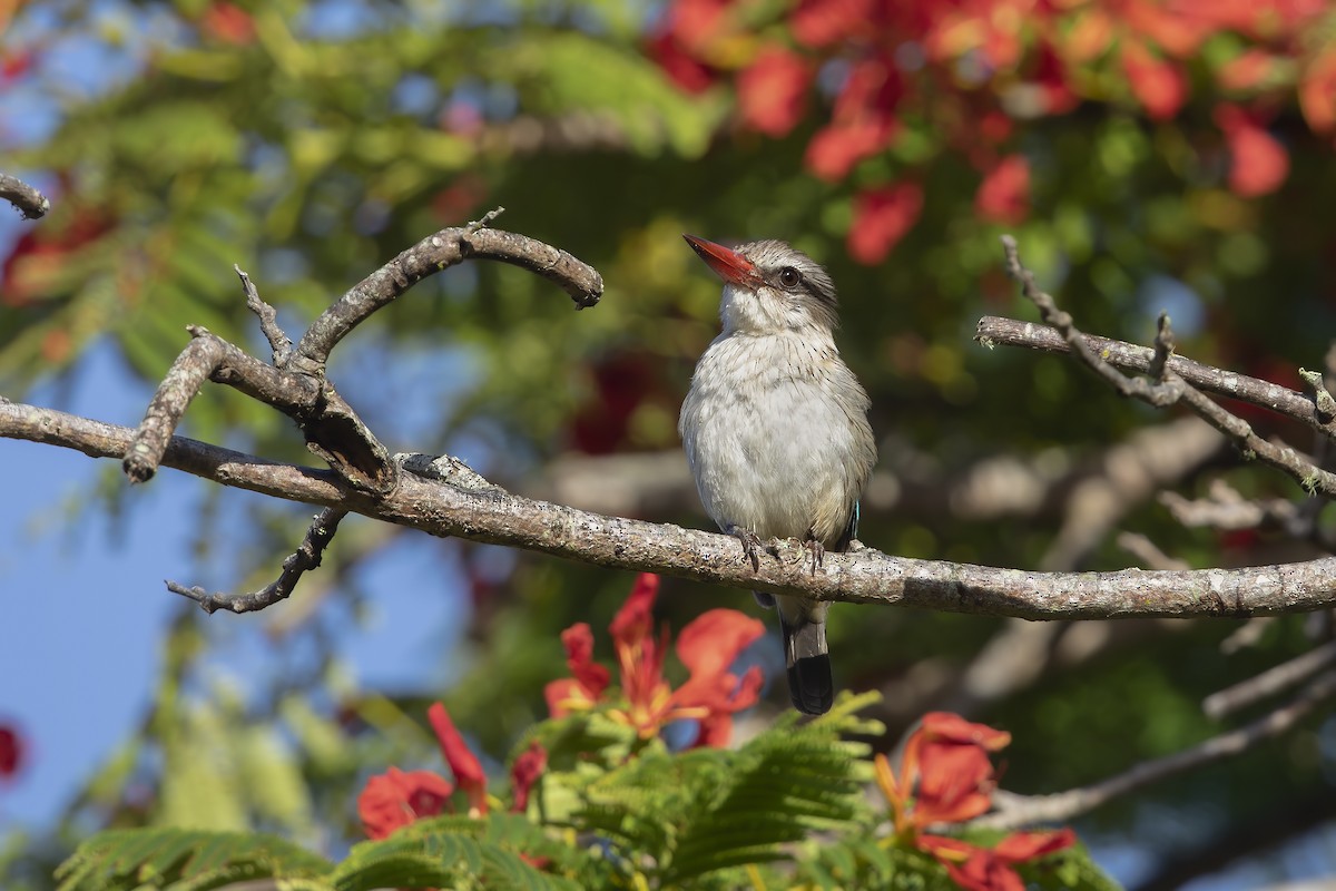 Brown-hooded Kingfisher - ML199532751