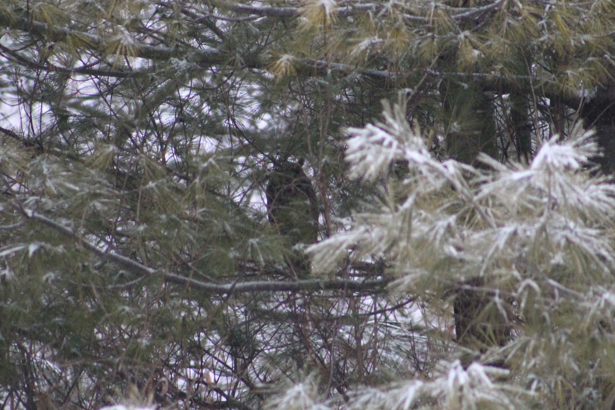 Long-eared Owl - ML199534961