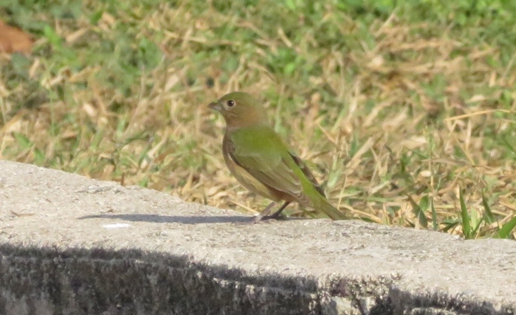 Painted Bunting - ML199535011