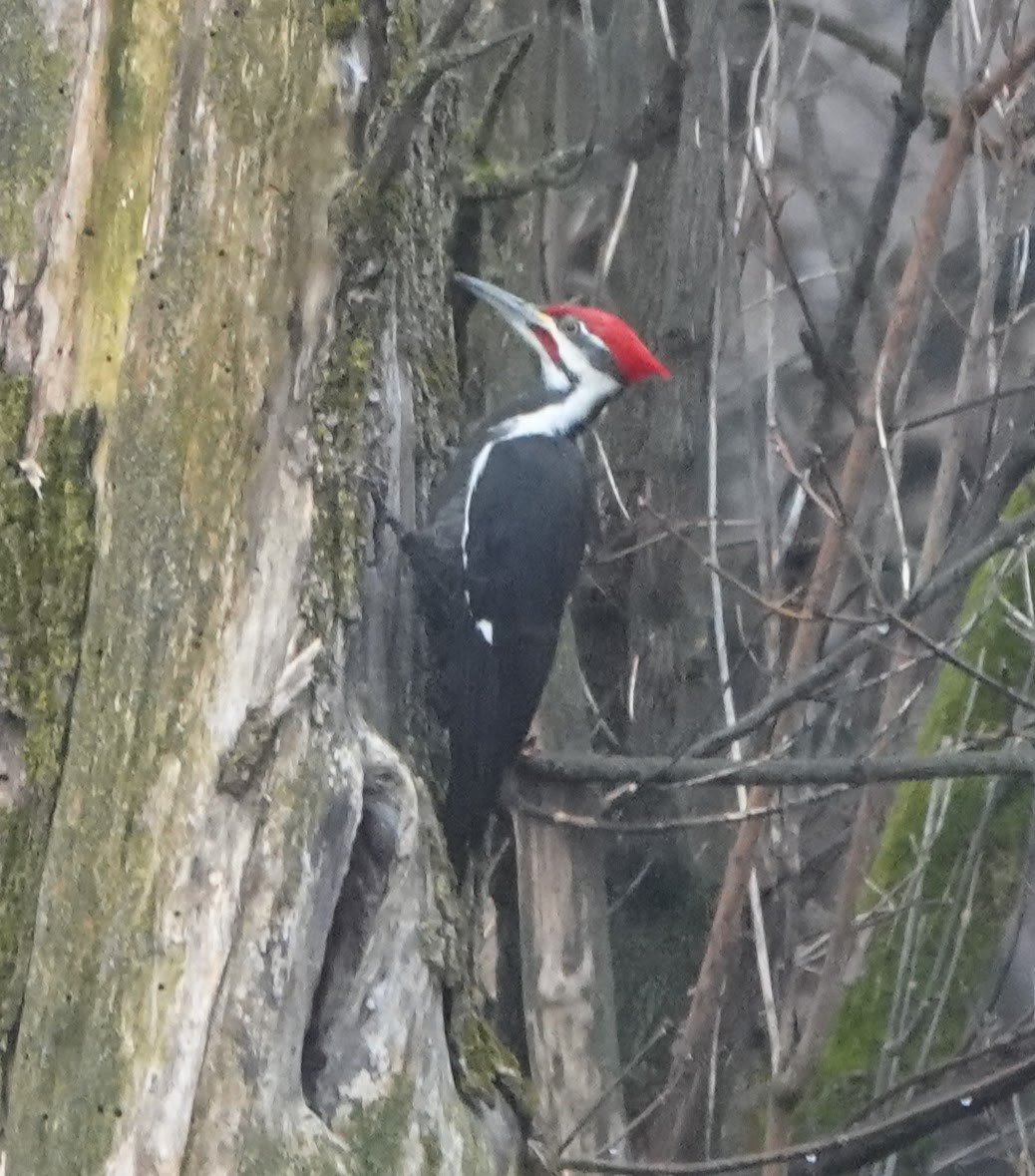 Pileated Woodpecker - ML199535391