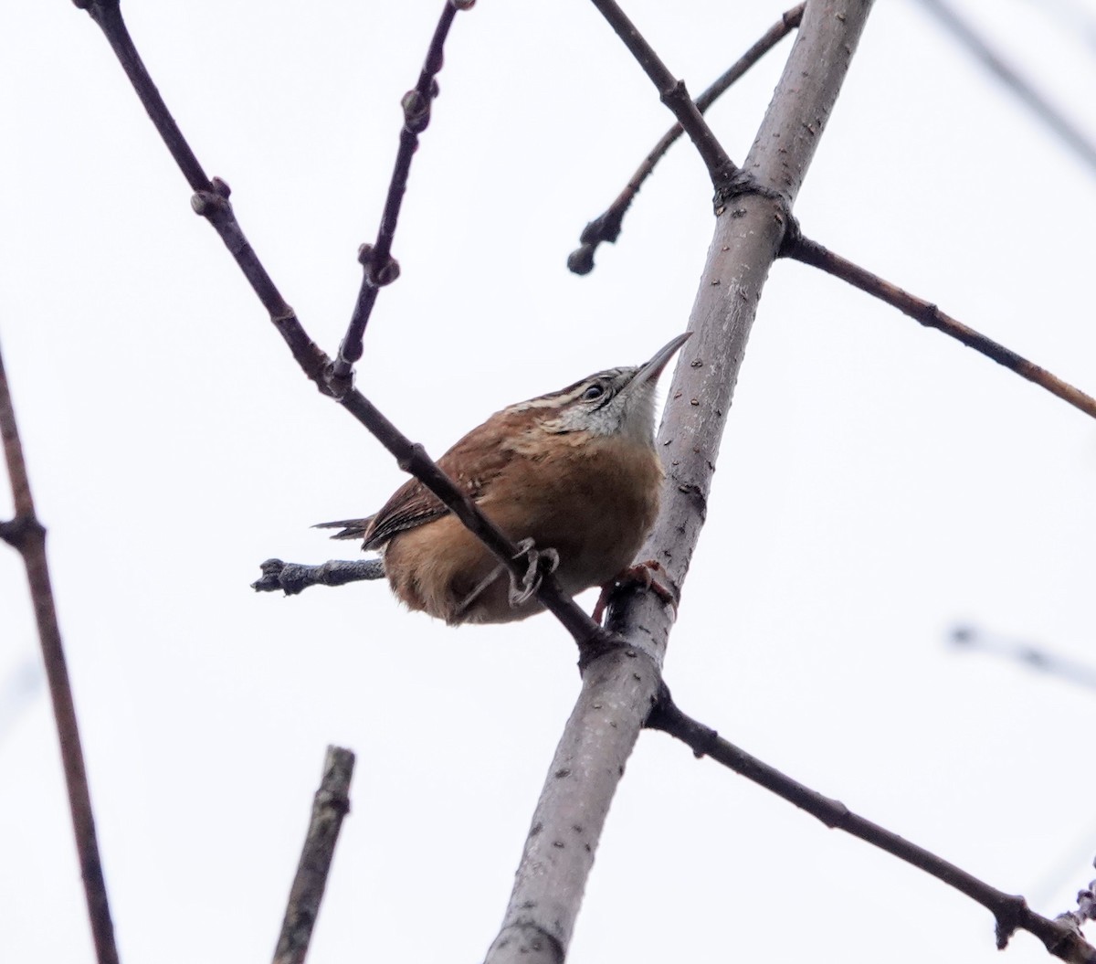 Carolina Wren - ML199535441