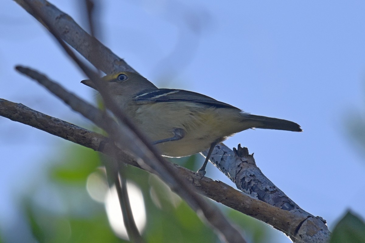 Weißaugenvireo - ML199536601