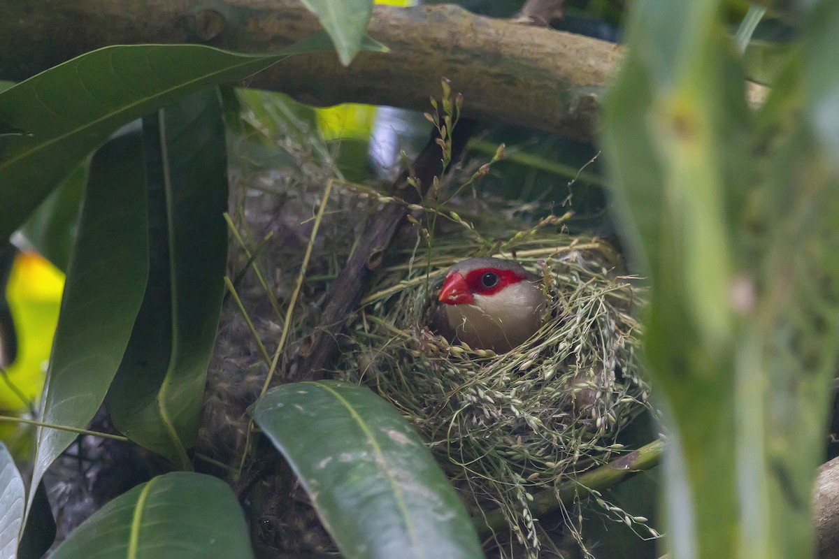 Common Waxbill - ML199538521