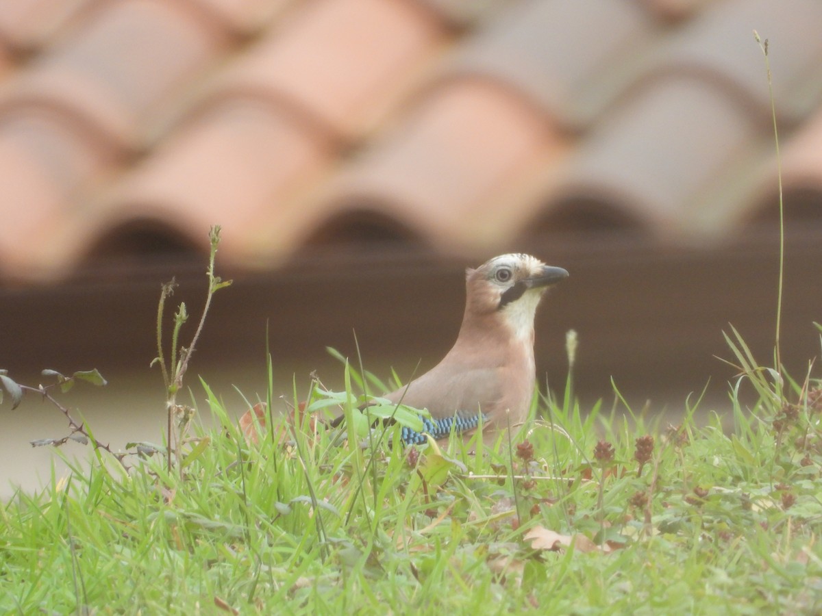 Eurasian Jay - Jon Iratzagorria Garay