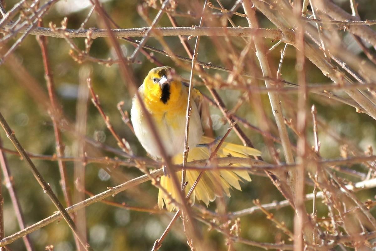 Bullock's Oriole - ML199541041