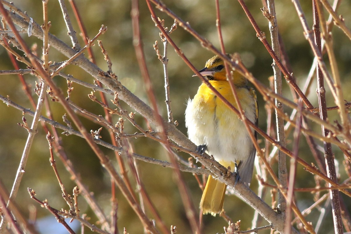 Bullock's Oriole - Margaret Viens