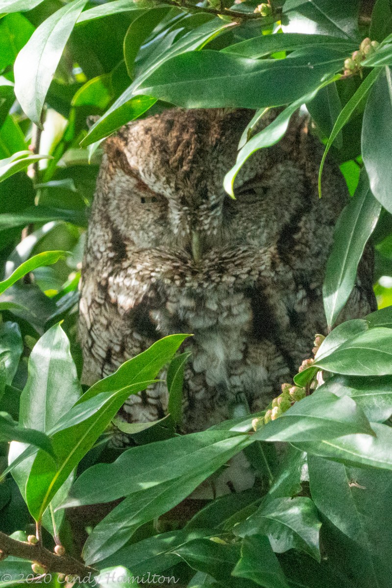 Eastern Screech-Owl - Cindy Hamilton