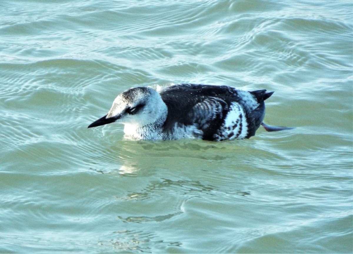 Black Guillemot - ML199542721