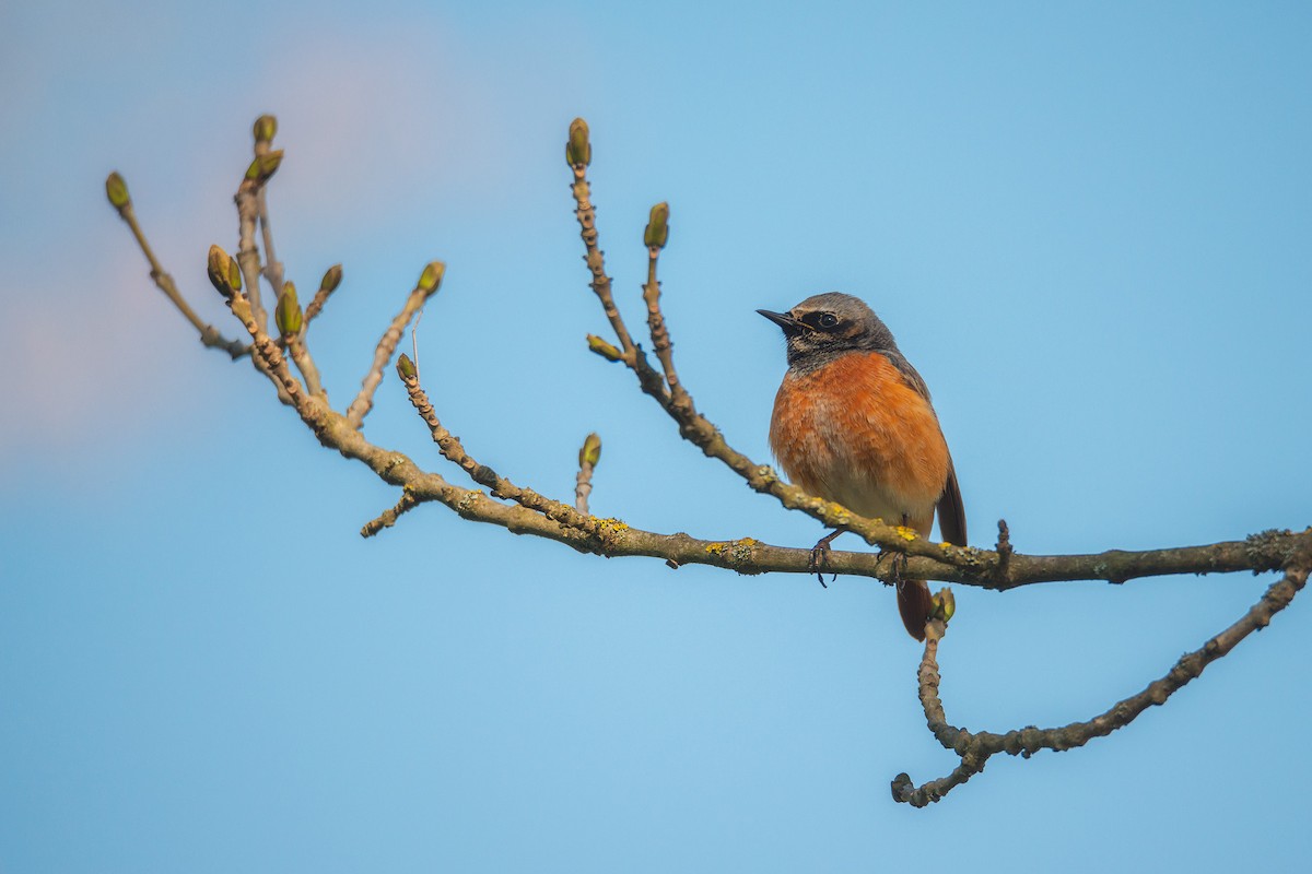 Common Redstart - ML199543641