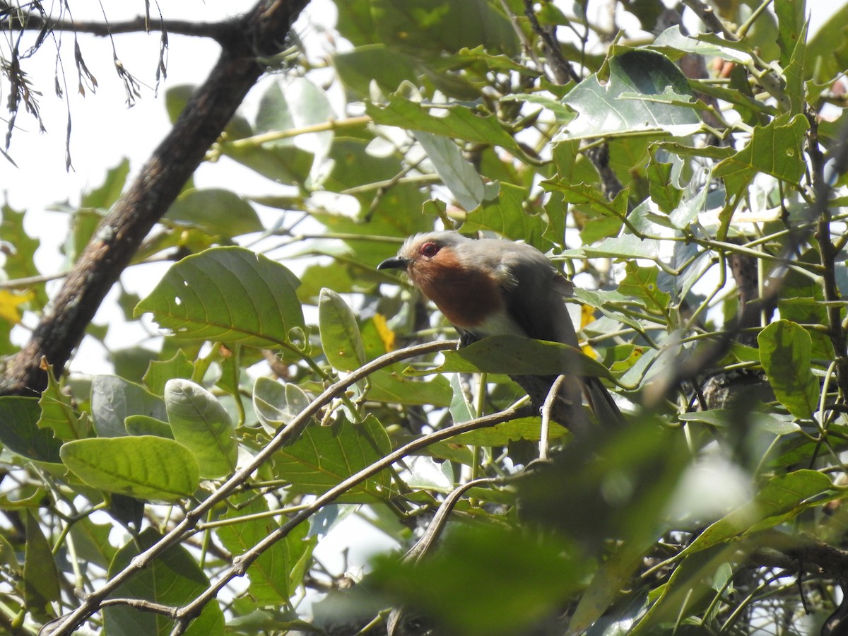 Dwarf Cuckoo - Julio Calderón Birding Tour Guide 🦉