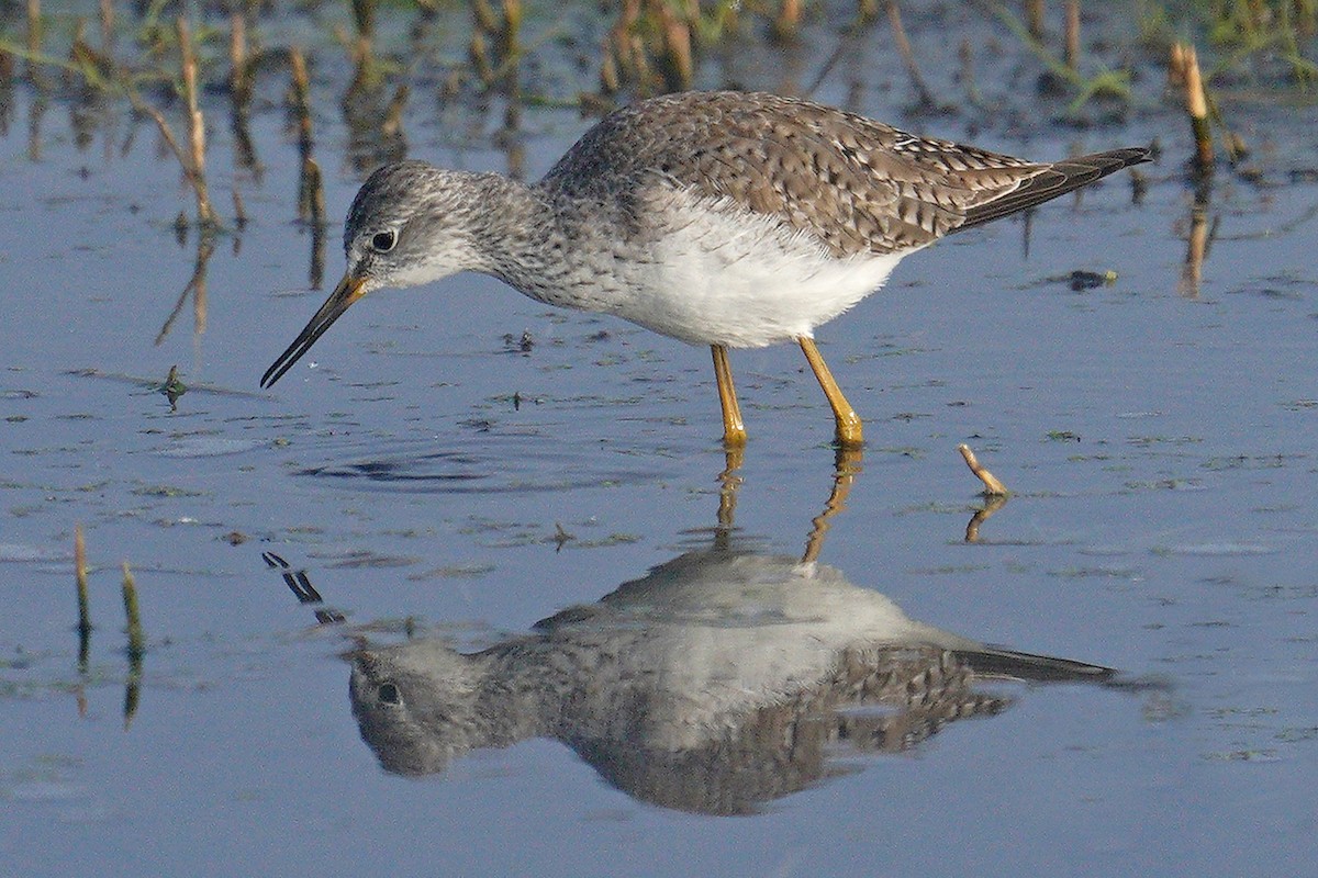 Lesser Yellowlegs - ML199543891