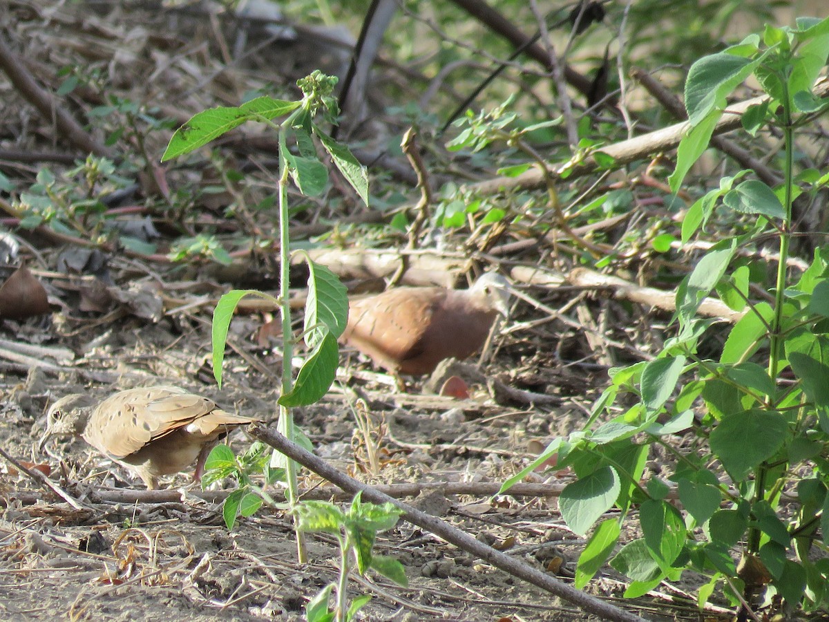 Ruddy Ground Dove - ML199544301