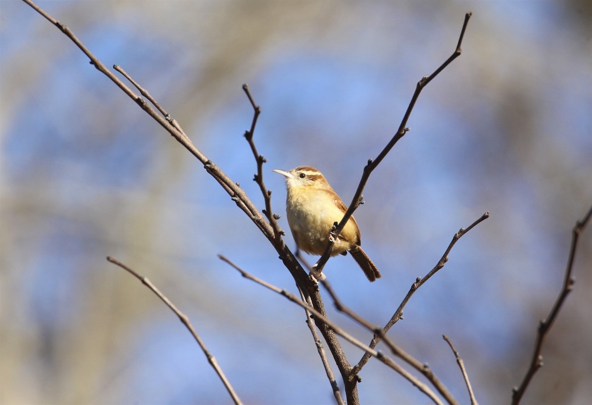 Carolina Wren - Vickie Baily