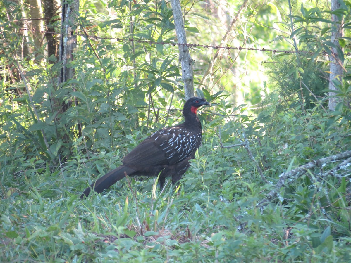 Yungas Guan - adriana centeno