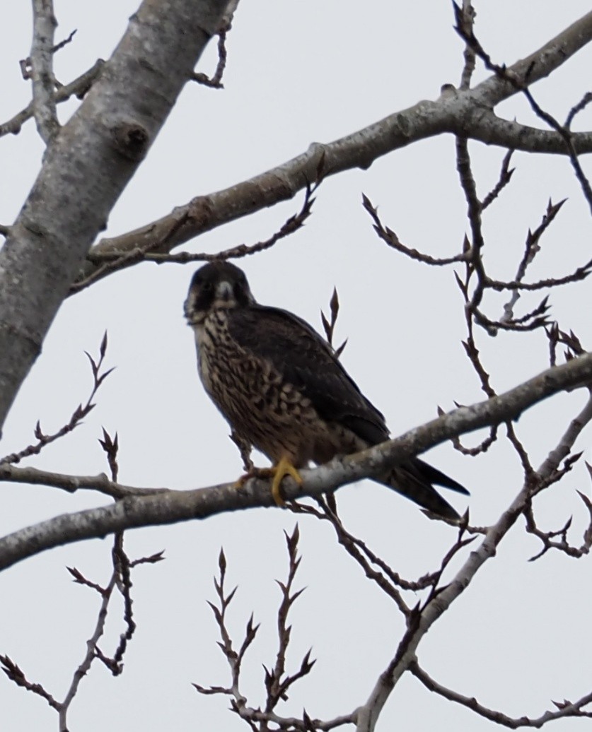 Peregrine Falcon - ML199547811