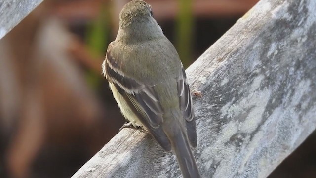 Hammond's Flycatcher - ML199547821