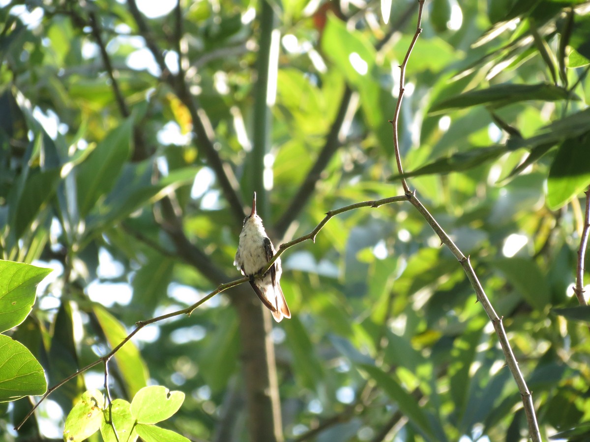 White-bellied Hummingbird - ML199548241