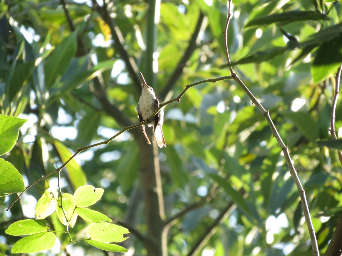 White-bellied Hummingbird - ML199548251