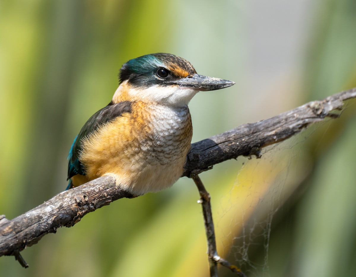 Sacred Kingfisher - ML199549521