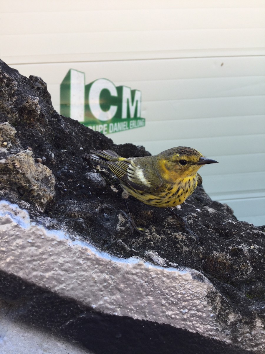 Cape May Warbler - ML199554261